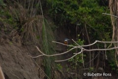 Amazon River - Bird Watching
