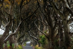 County Antrim, Stranocum, "The Dark Hedges"