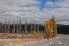 between Wanaka & Aoraki