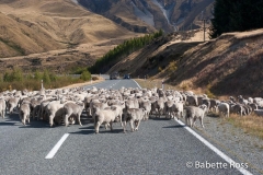 Traffic Jam en route to Aoraki