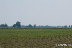 Driving through Arkansas