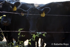 Cows