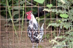 Rooster