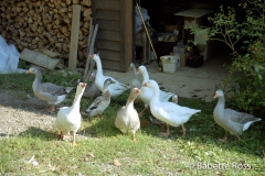 Ducks