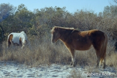 Assateague Ponies