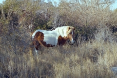 Assateague