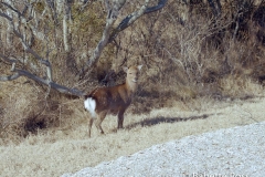 Assateague Deer
