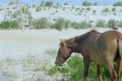Assateague