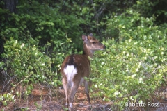Assateague Deer