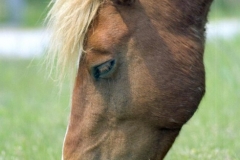 Assateague Wild Horse
