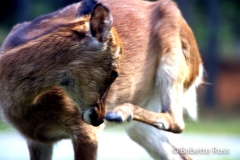 Assateague Deer