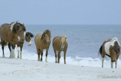 Assateague Wild Horses