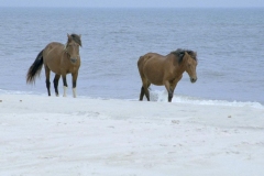 Assateague Wild Horses