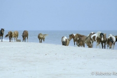 Assateague Wild Horses