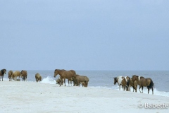 Assateague Wild Horses