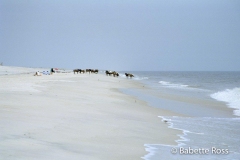 Assateague Wild Horses