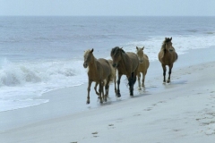 Assateague Wild Horses