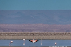 Salar de Atacama