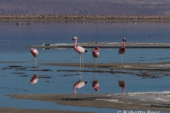 Salar de Atacama