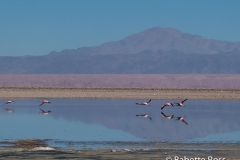 Salar de Atacama