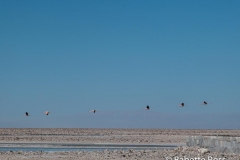 Salar de Atacama