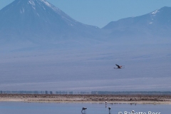 Salar de Atacama