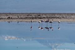 Salar de Atacama