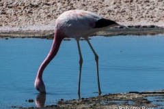 Salar de Atacama
