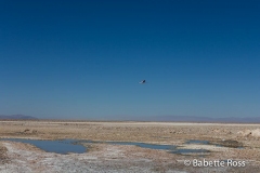 Salar de Atacama