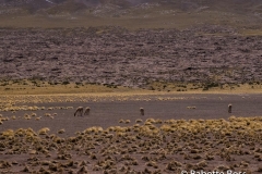 Vicuna