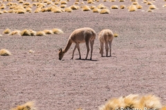 Vicuna