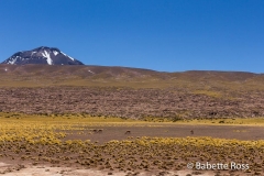 Vicuna