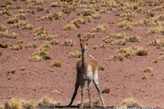 Vicuna