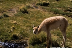Vicuna