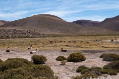 Llamas