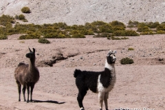 Llamas