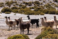 Llamas
