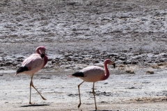Flamingos