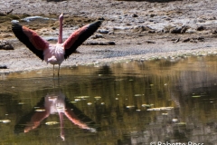 Flamingo