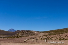Llamas