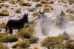 Donkeys! Tiny Donkeys!!!