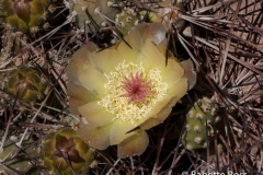 Canyon Cactus Flower