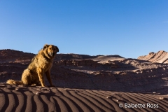 Valle de la Luna (Moon Valley)