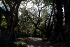 Albert Park