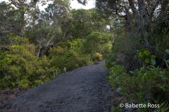 Rangitoto