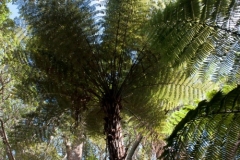 Rangitoto