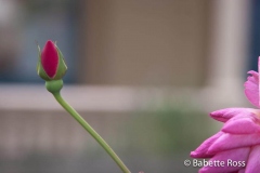 A Rose, It Grows