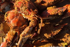 Crabs