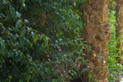 Park Guell