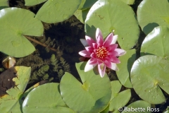 Botanical Garden Munich 1994-08-27